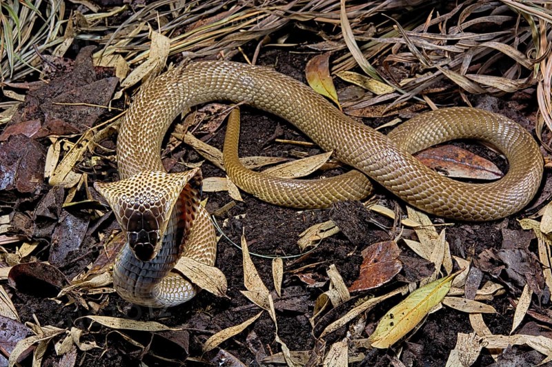 Monocled cobra (Naja kaouthia)