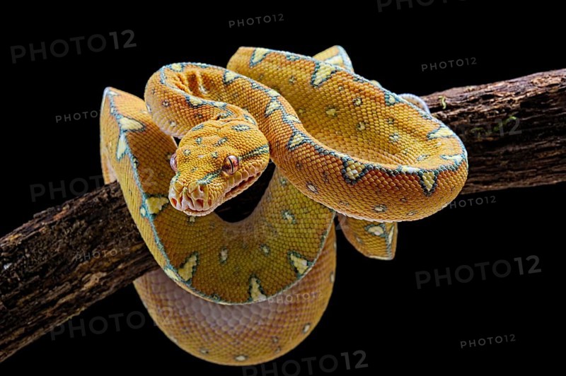 Green tree python (Morelia viridis) Jayapura locality.Sub adulte. captive