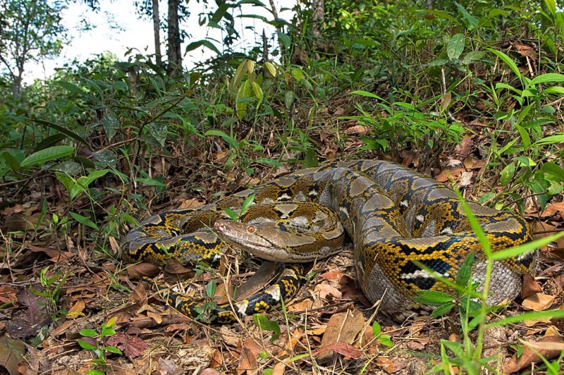 Reticulated python (Malayopython reticulatus) .Belitung Indonesia