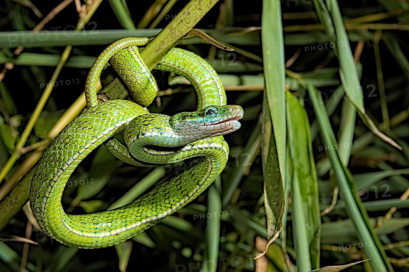 Gonyosoma prasinum. Tam Dao Viet Nam