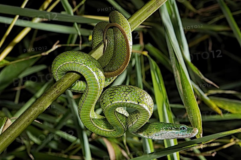 Gonyosoma prasinum. Tam Dao Viet Nam