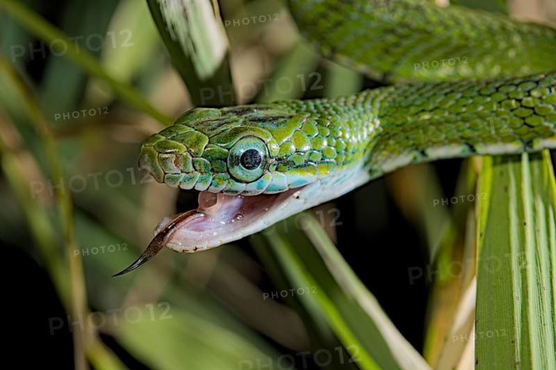Gonyosoma prasinum. Tam Dao Viet Nam