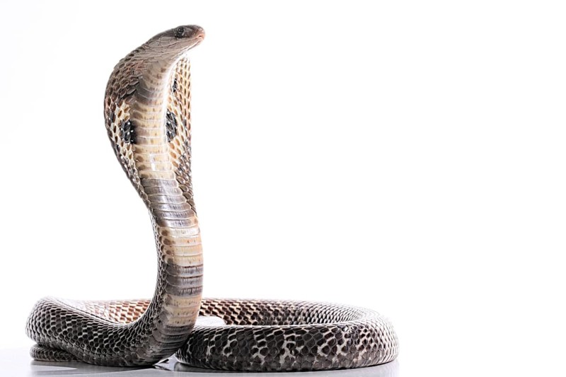 Indian cobra (Naja naja)