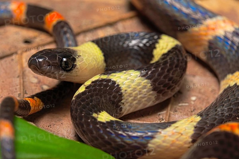 Forest flame snake (Oxyrhopus petolarius)