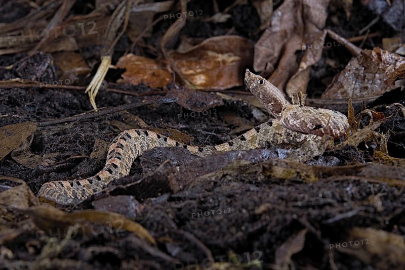 Lansberg's hognosed pitviper (Porthidium lansbergii)