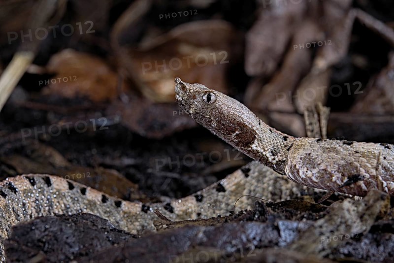 Lansberg's hognosed pitviper (Porthidium lansbergii)