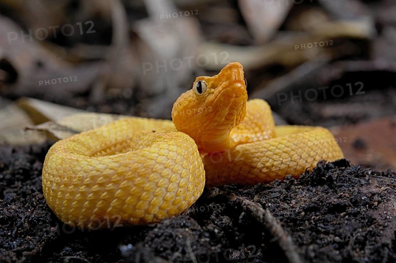Hog Nose Pitviper (Porthidium lansbergii rozei)