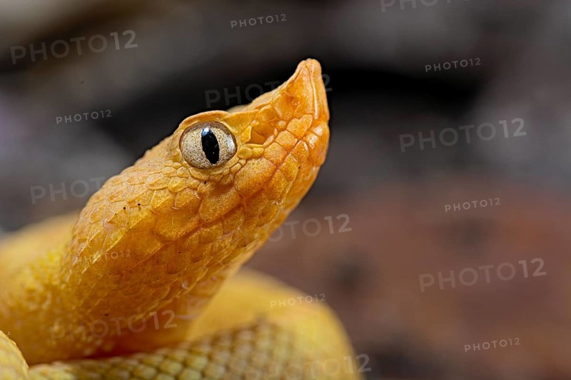 Hog Nose Pitviper (Porthidium lansbergii rozei)