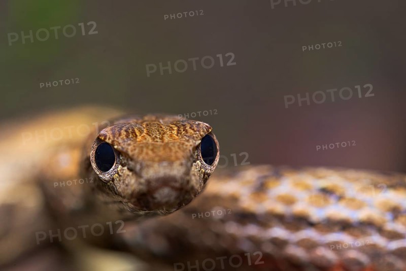 Mock viper (Psammodynastes pulverulentus)