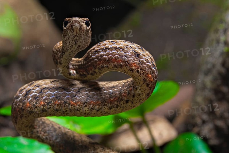 Mock viper (Psammodynastes pulverulentus)