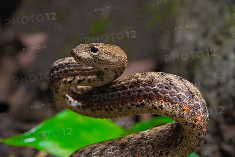 Mock viper (Psammodynastes pulverulentus)