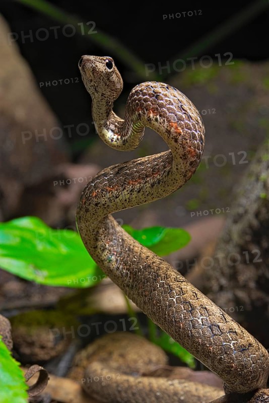 Mock viper (Psammodynastes pulverulentus)