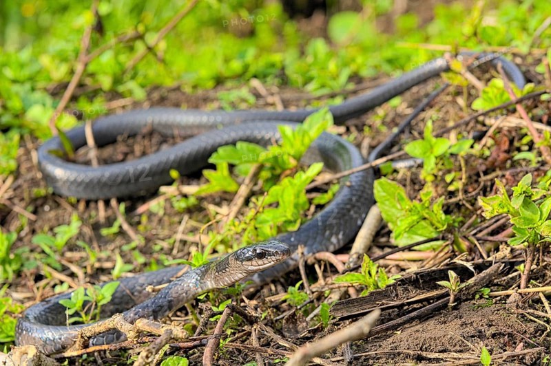 Sulawesi Endemic Rat Snake (Ptyas dipsas)