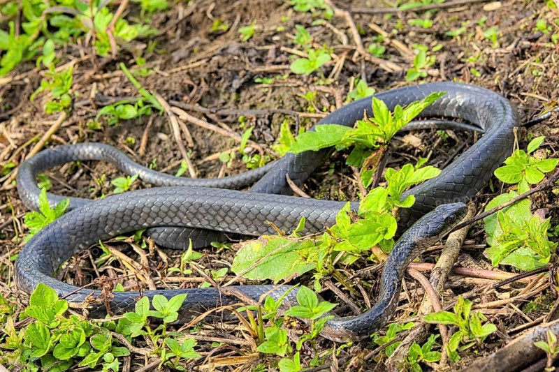 Sulawesi Endemic Rat Snake (Ptyas dipsas)