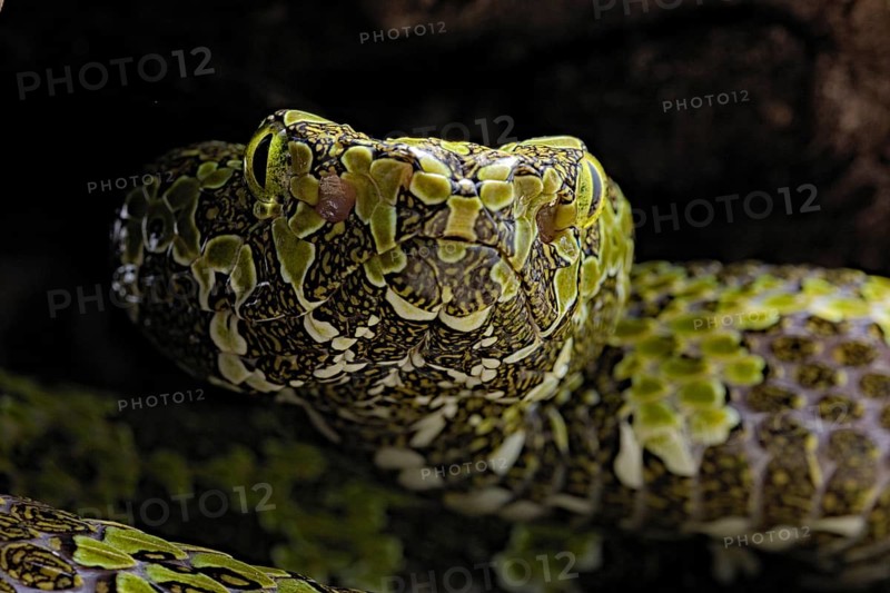 Mangshan Pit Viper (Protobothrops mangshanensis)