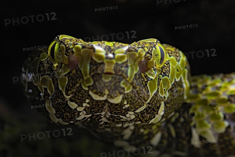 Mangshan Pit Viper (Protobothrops mangshanensis)
