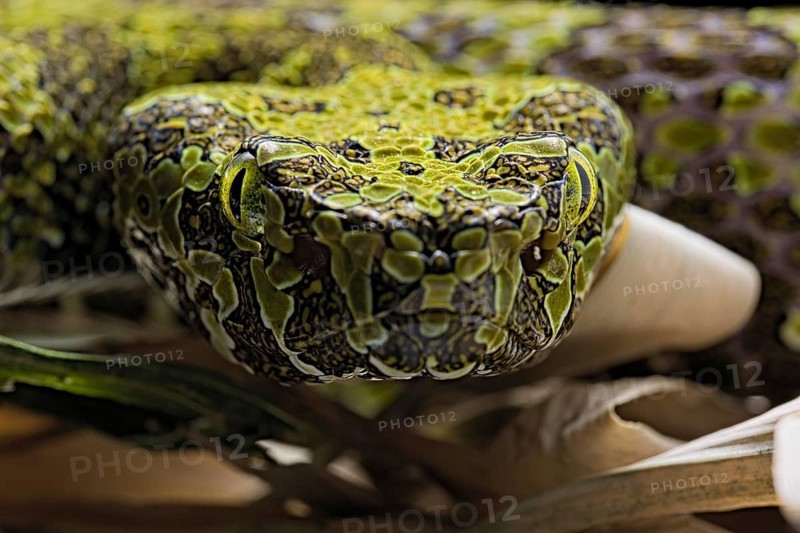 Mangshan Pit Viper (Protobothrops mangshanensis)