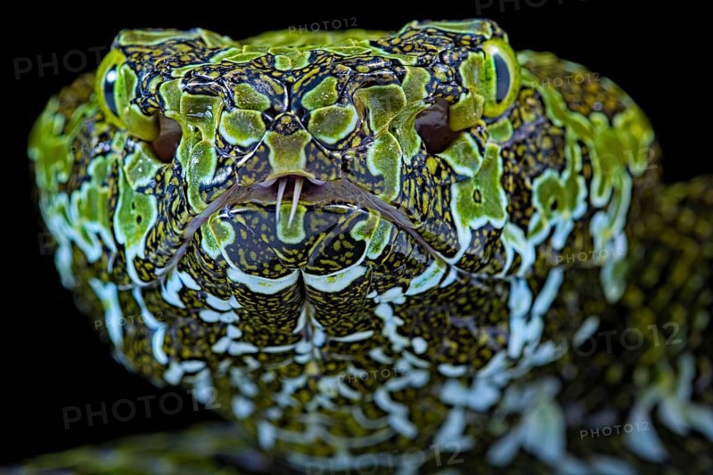 Mangshan's Pitviper (Protobothrops mangshanensis)