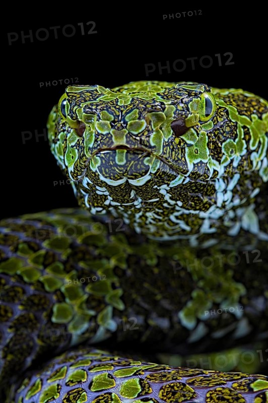 Mangshan's Pitviper (Protobothrops mangshanensis)