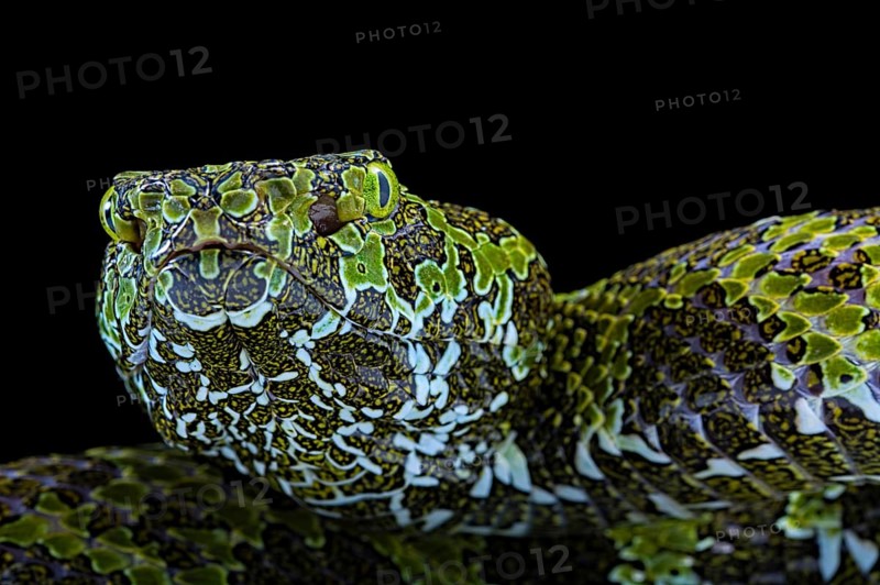 Mangshan's Pitviper (Protobothrops mangshanensis)