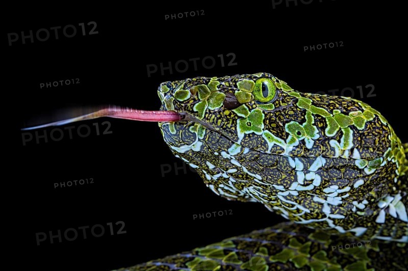 Mangshan's Pitviper (Protobothrops mangshanensis)