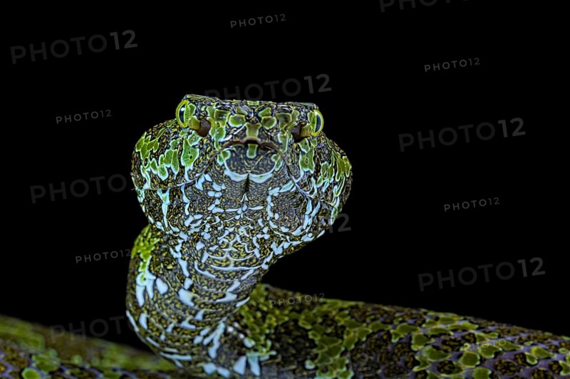 Mangshan's Pitviper (Protobothrops mangshanensis)