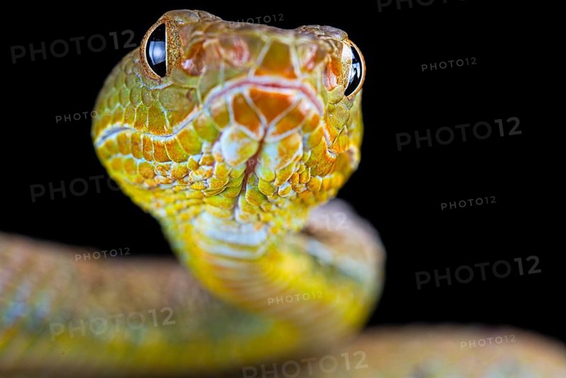 Philippines Pit Viper (Trimeresurus flavomaculatus)