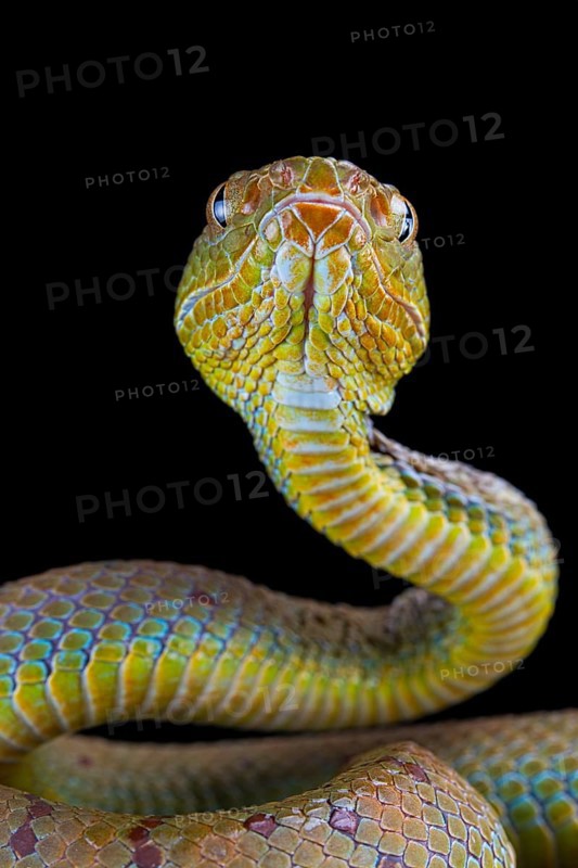 Philippines Pit Viper (Trimeresurus flavomaculatus)