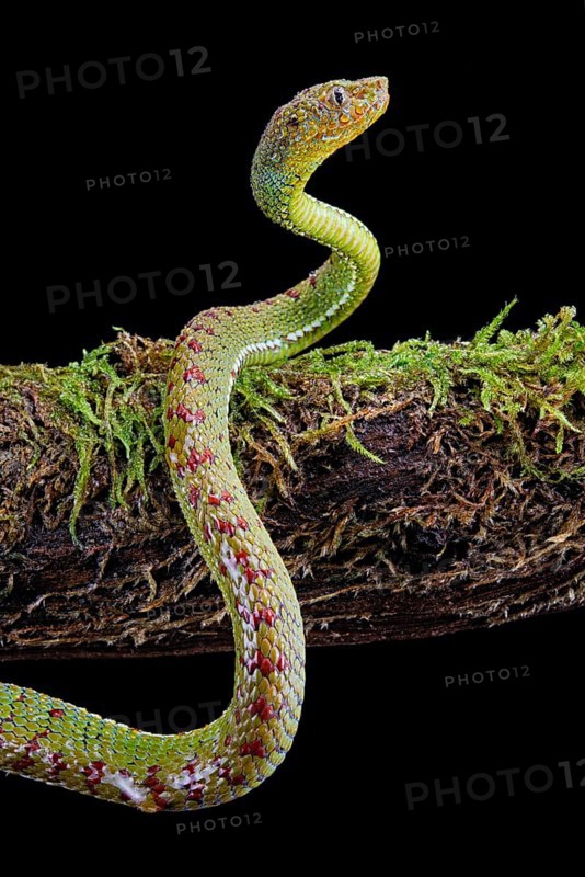 Philippines Pit Viper (Trimeresurus flavomaculatus)