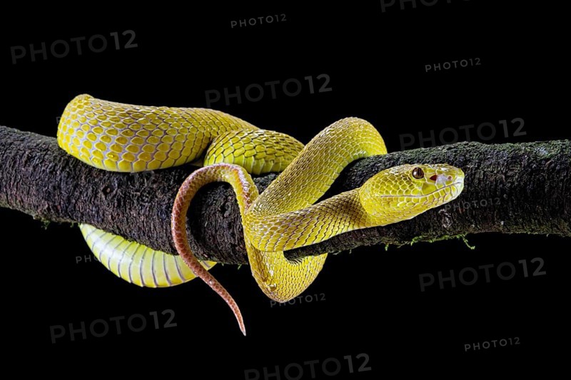 White-lipped island pit viper (Trimeresurus insularis)