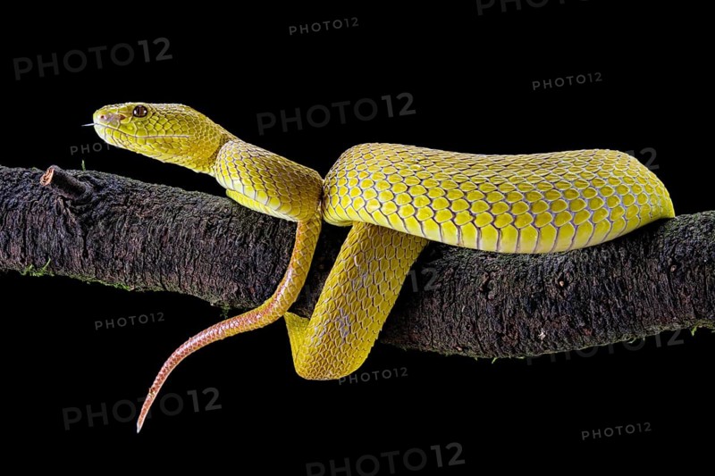 White-lipped island pit viper (Trimeresurus insularis)