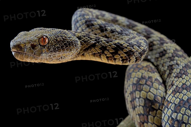 Hon Son Pit Viper (Trimeresurus honsonensis)