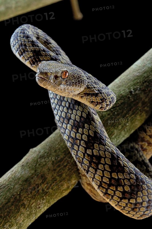 Hon Son Pit Viper (Trimeresurus honsonensis)
