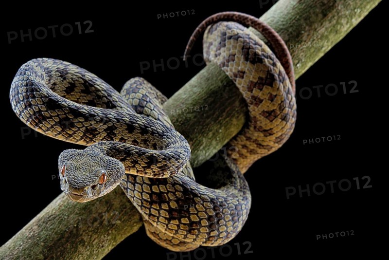 Hon Son Pit Viper (Trimeresurus honsonensis)