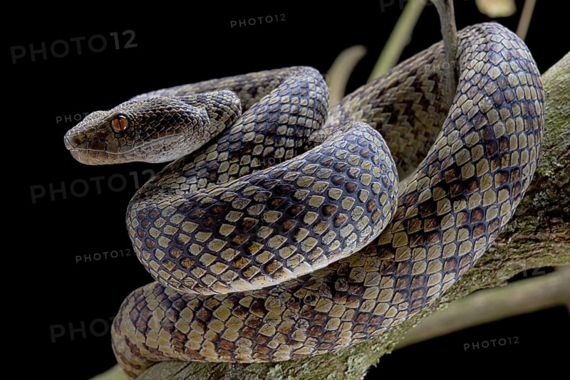 Hon Son Pit Viper (Trimeresurus honsonensis)