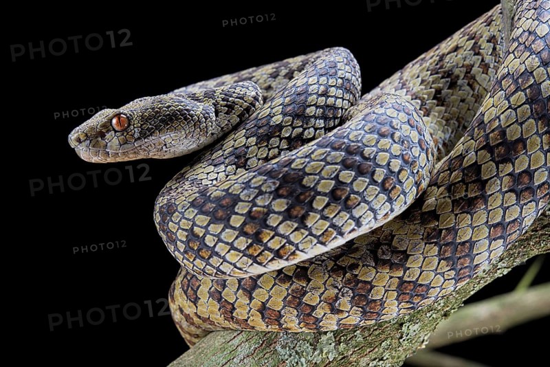 Hon Son Pit Viper (Trimeresurus honsonensis)
