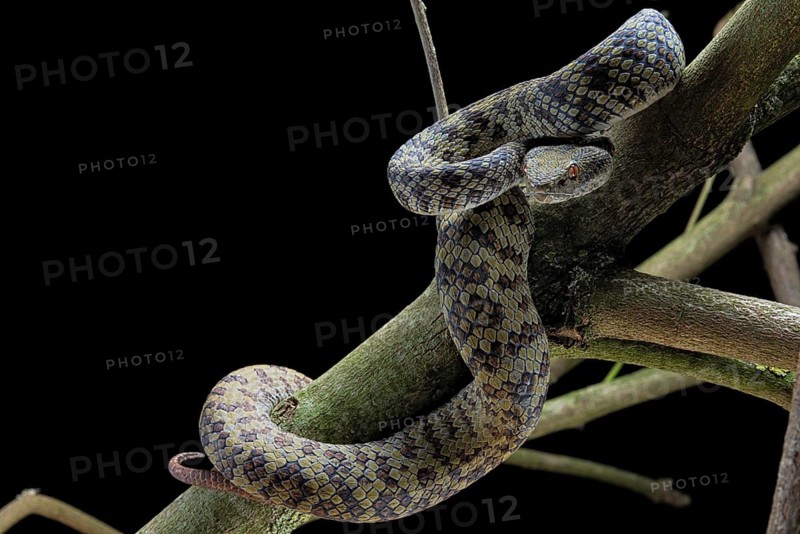 Hon Son Pit Viper (Trimeresurus honsonensis)