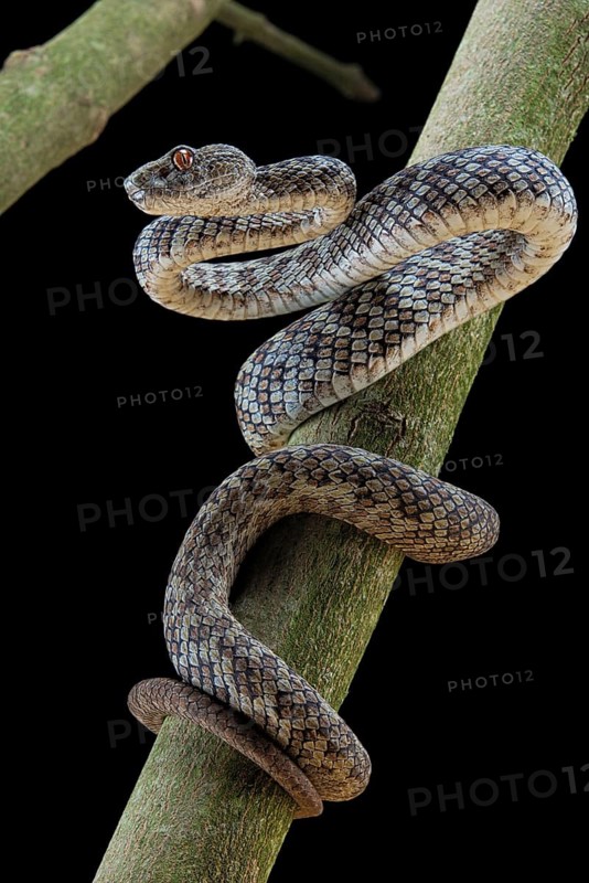 Hon Son Pit Viper (Trimeresurus honsonensis)