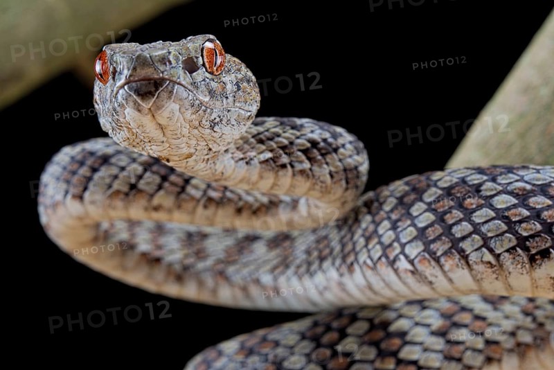 Hon Son Pit Viper (Trimeresurus honsonensis)