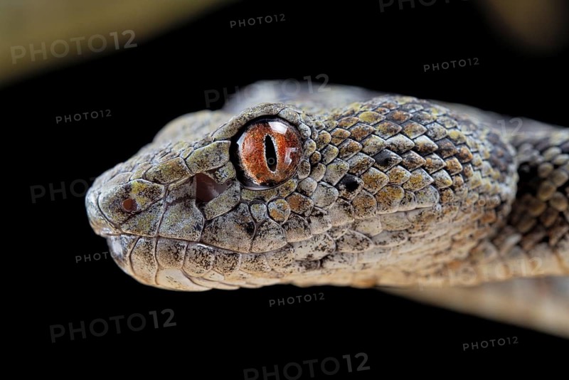 Hon Son Pit Viper (Trimeresurus honsonensis)