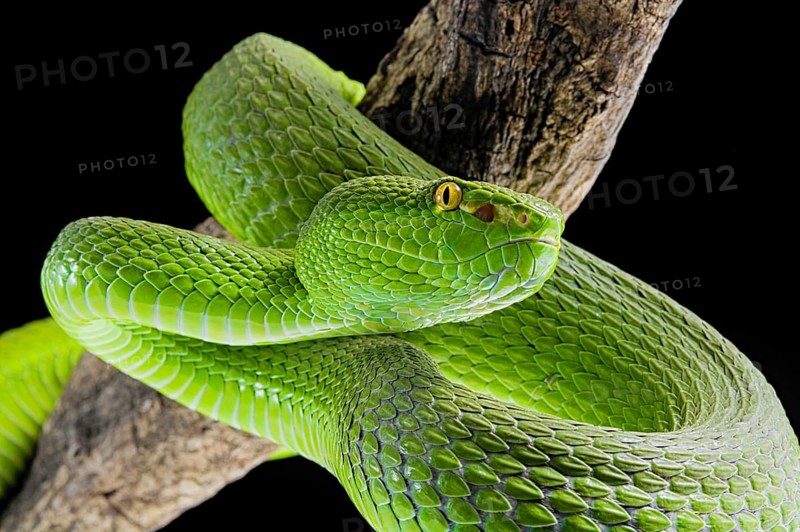 Green Pit Viper (Trimeresurus albolabris)