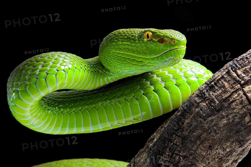 Green Pit Viper (Trimeresurus albolabris)