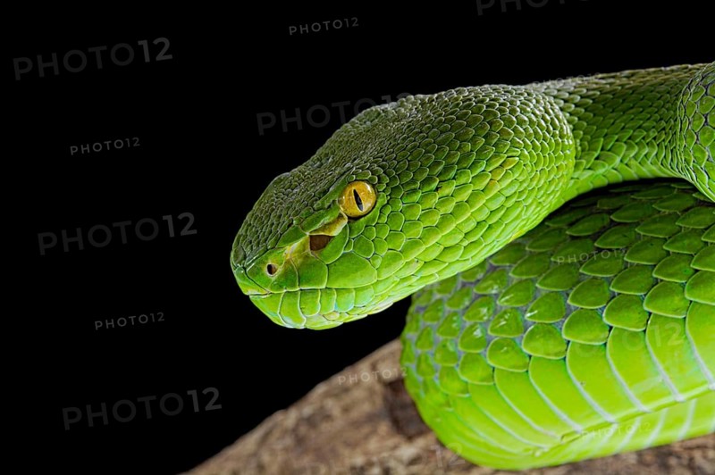 Green Pit Viper (Trimeresurus albolabris)