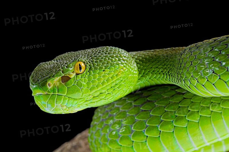 Green Pit Viper (Trimeresurus albolabris)