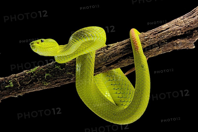 Flores Pit Viper (Trimeresurus insularis)
