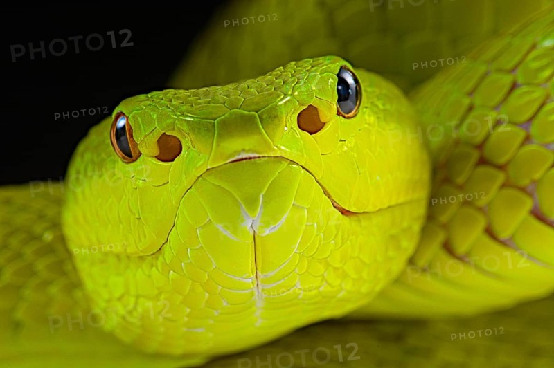Flores Pit Viper (Trimeresurus insularis)