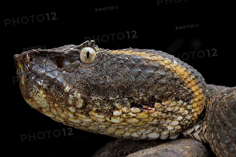 Javanese Pitviper (Trimeresurus puniceus)