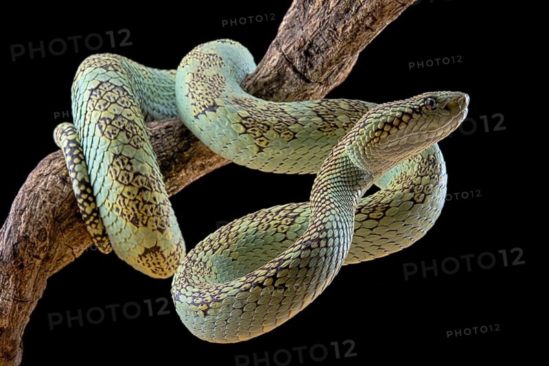 Malabar Pit Viper (Trimeresurus malabaricus)