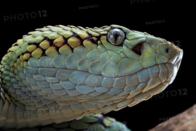 Malabar Pit Viper (Trimeresurus malabaricus)