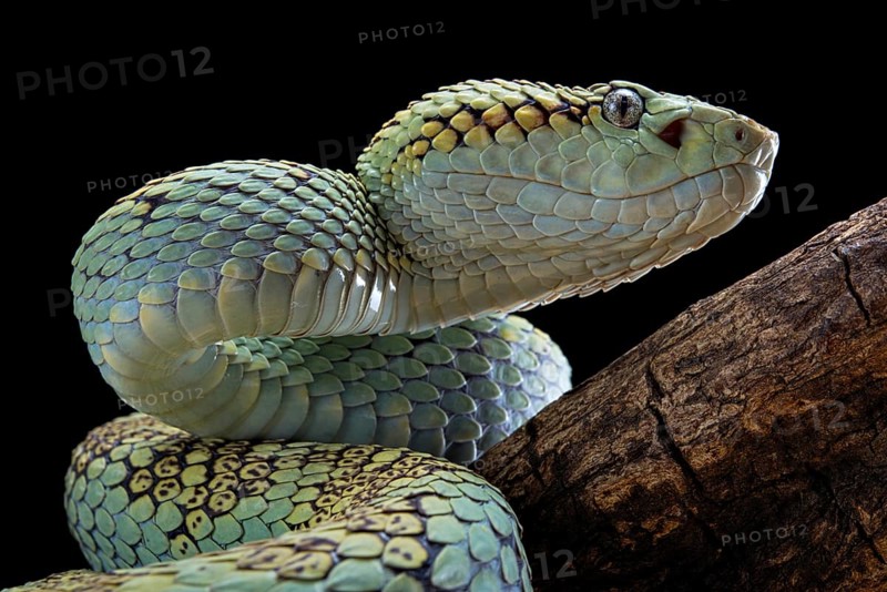 Malabar Pit Viper (Trimeresurus malabaricus)